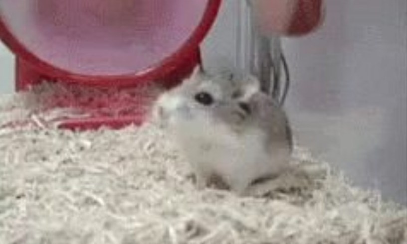 A hamster sitting in the bedding next to its exercise wheel